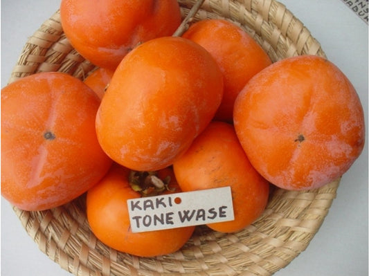 Persimmon - Tone Wase- astringent