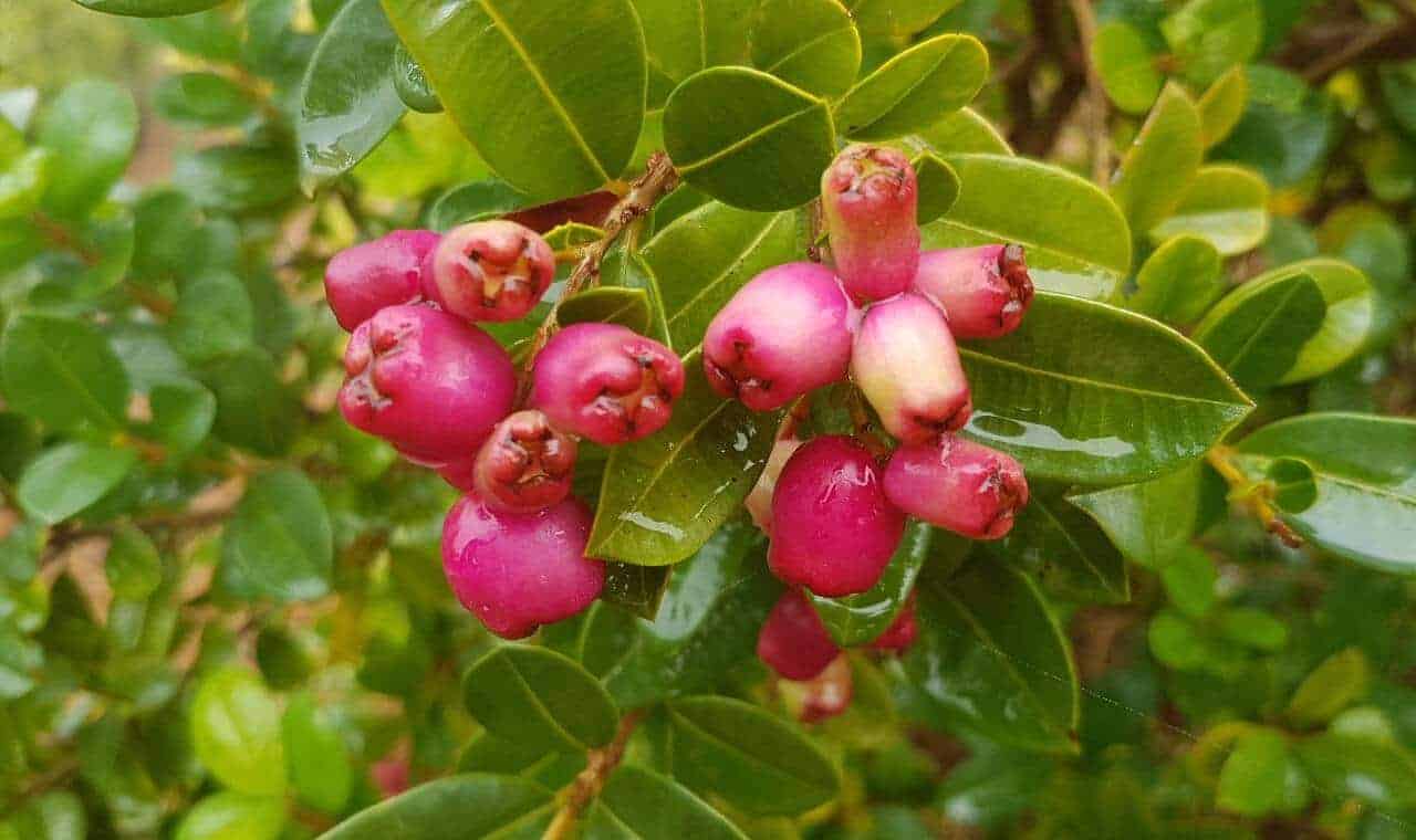 Tucker Bush Cherry - Syzygium australe