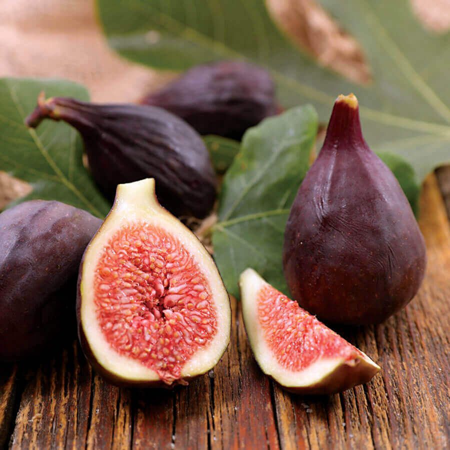 Fig - Violette De Bordeaux