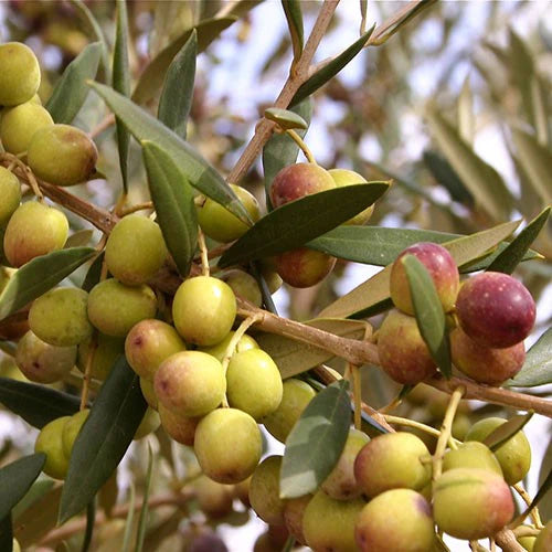 Olive - Arbequina 90mm