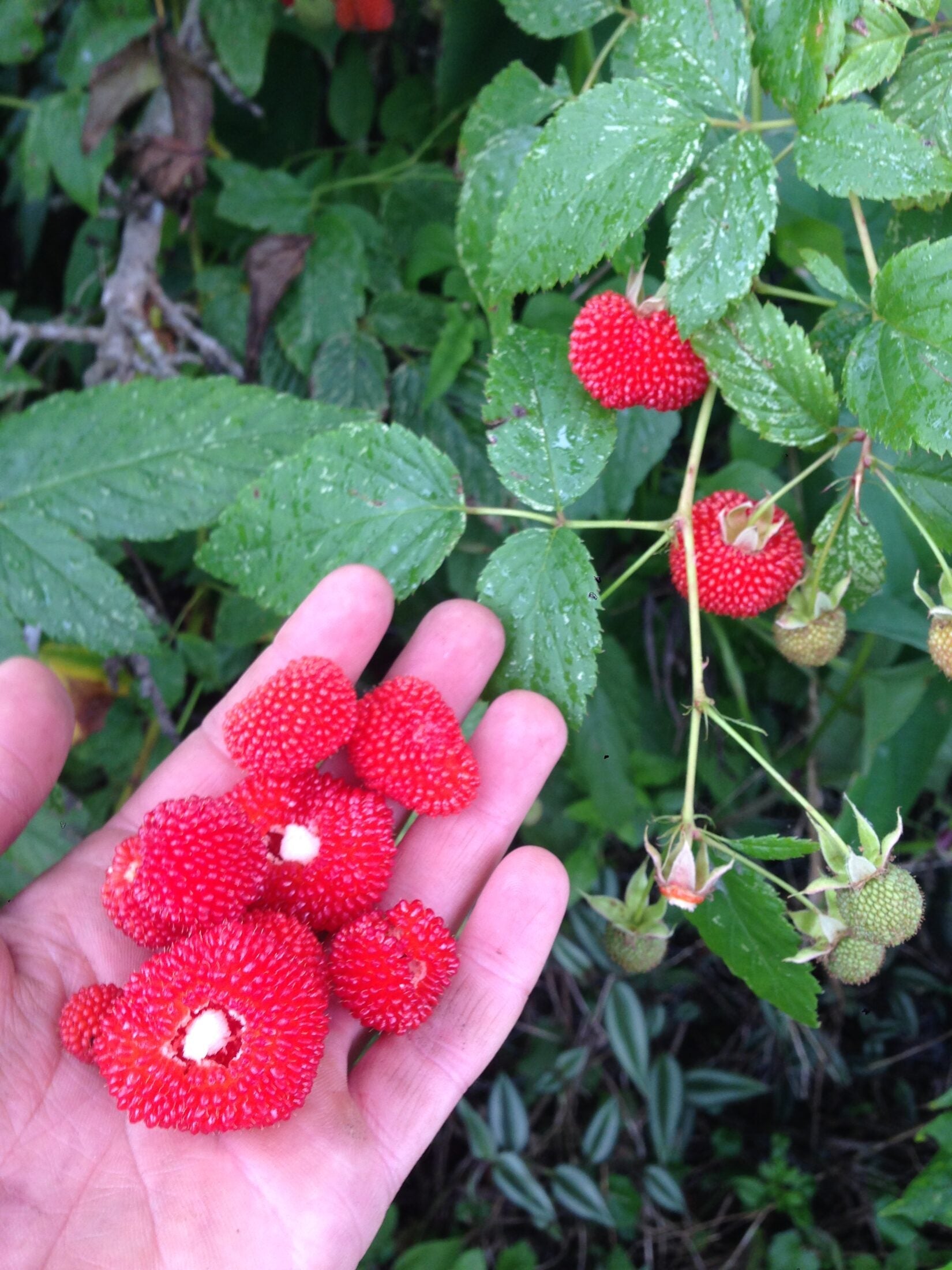 Buy Atherton Raspberry (native raspberry) Plant – Ross Creek Tropicals