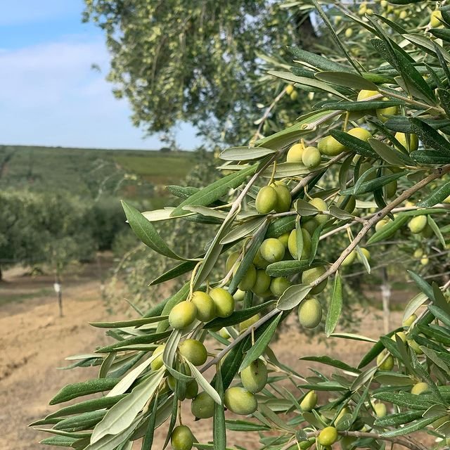 Buy Coratina Olive trees online – Ross Creek Tropicals