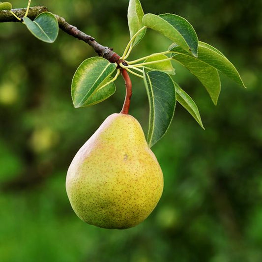 Pear - Golden Globe 90mm