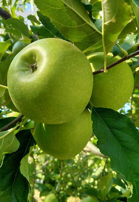 Granny Smith Seedling  - Apple Rootstock