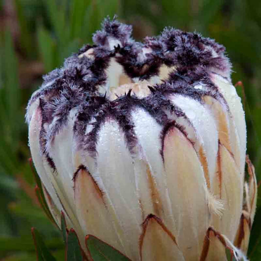 Protea - Cream Mink