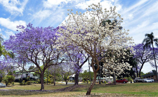 Jacaranda Grafted - White