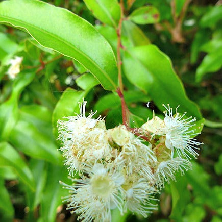 Aniseed Myrtle 140mm