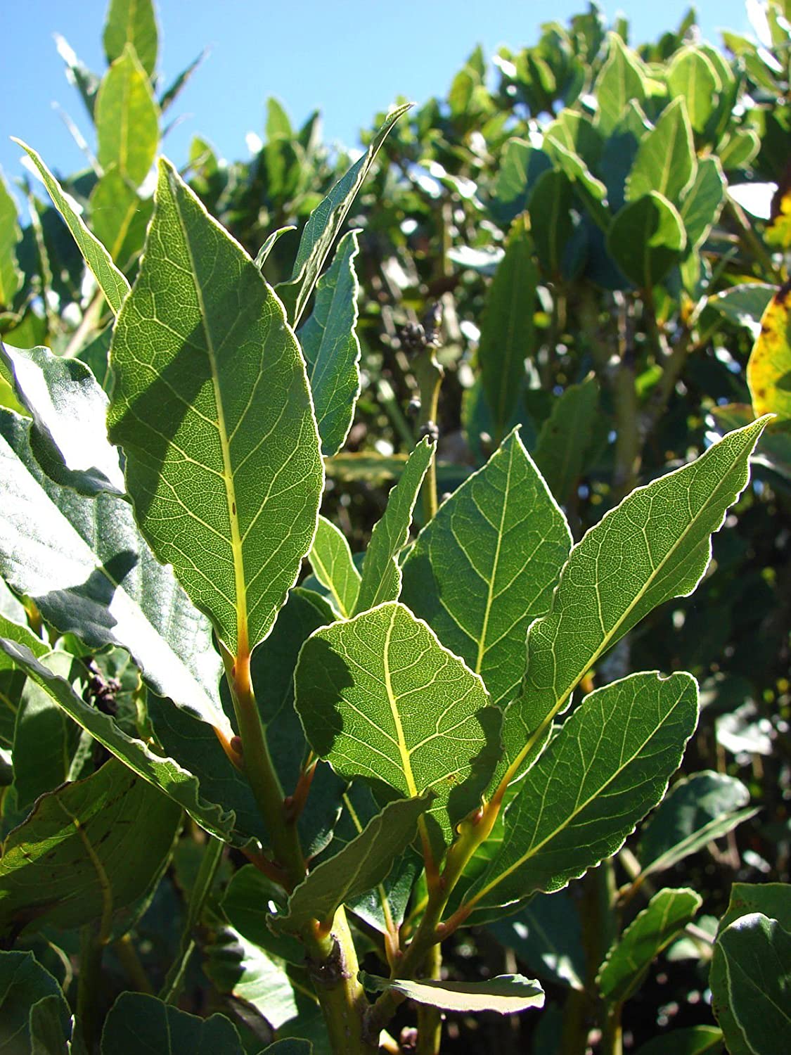 Bay Leaf Advanced 180mm – Ross Creek Tropicals