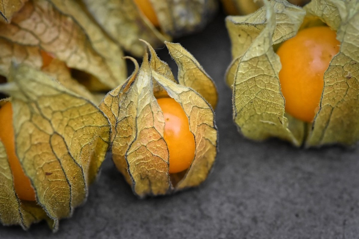 Cape Gooseberry