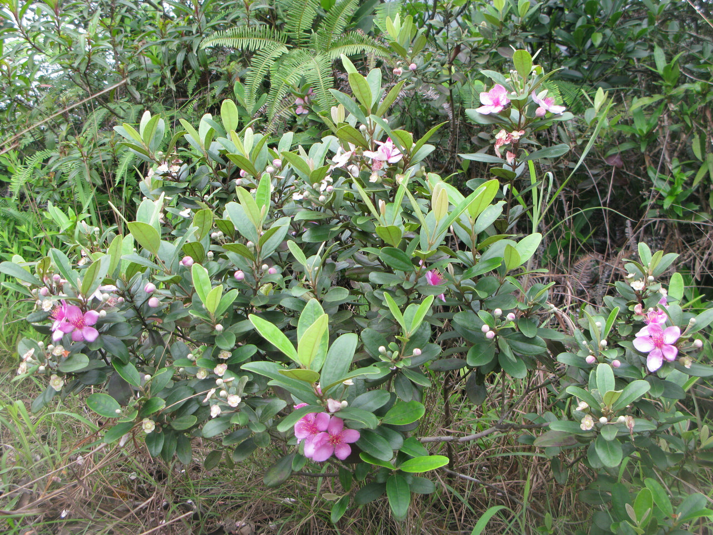 Ceylon Hill Gooseberry