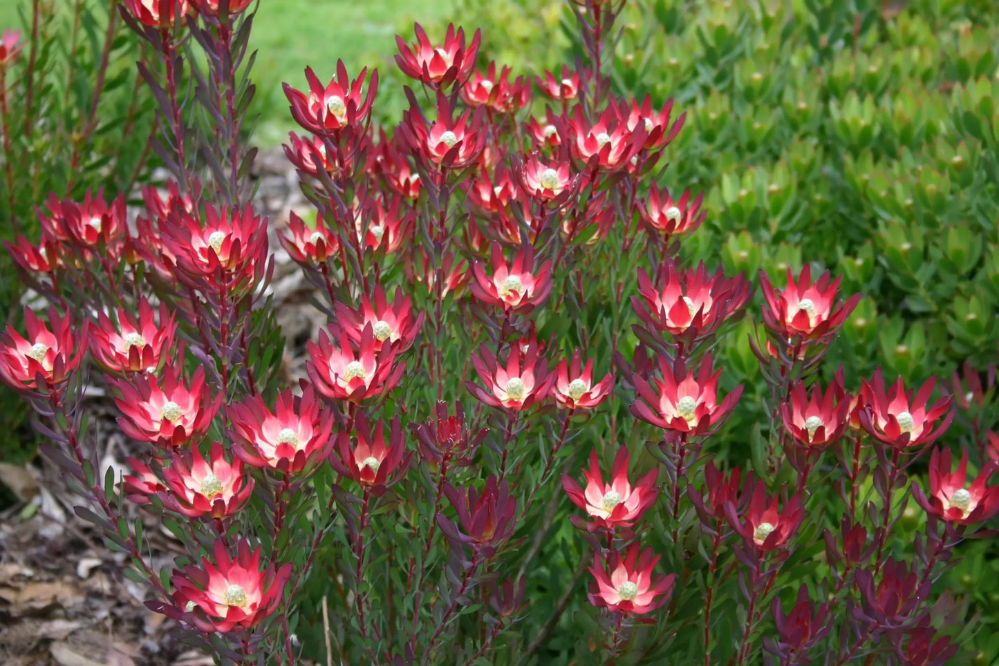 Leucadendron - Devils Blush