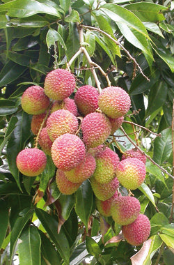 Lychee - Fay Zee Siu