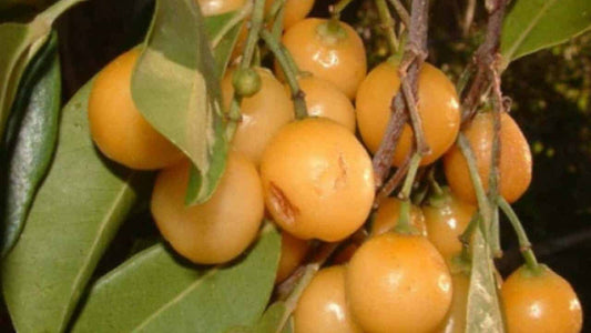 Fraser Island Apple