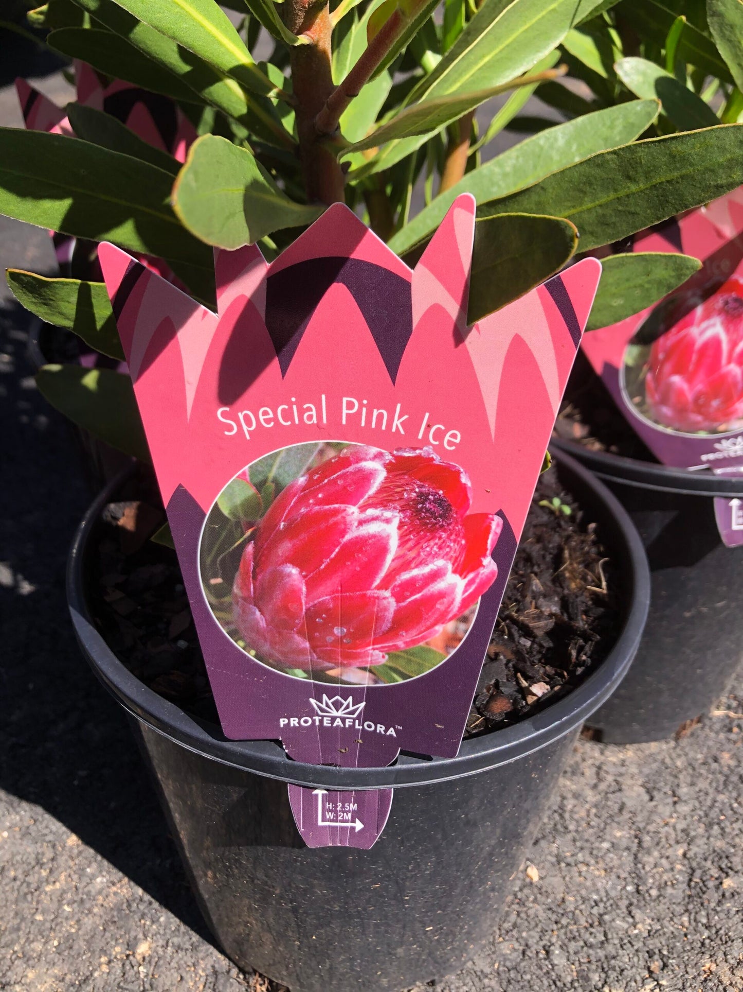 Protea - Special Pink Ice