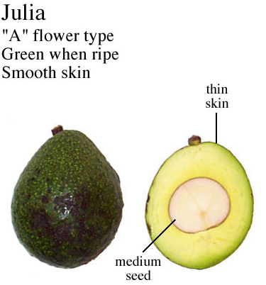 Julia Avocado 2L (A Type)