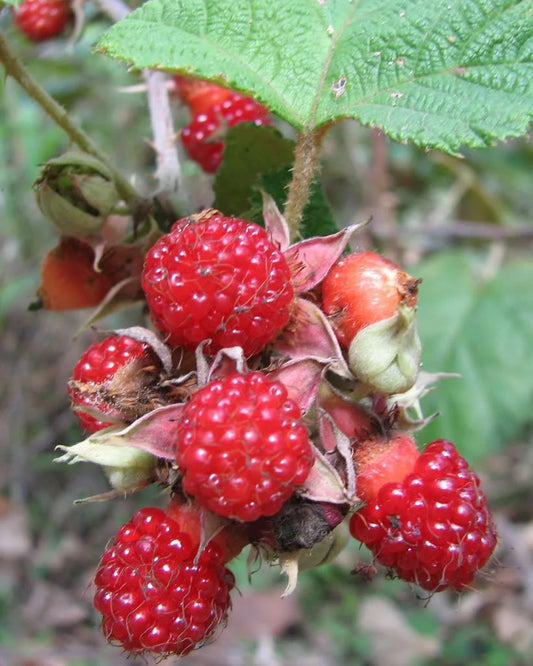 Raspberry - Molucca