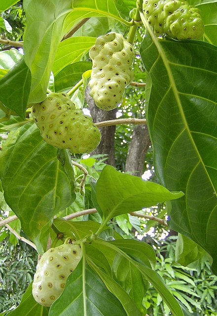 Noni