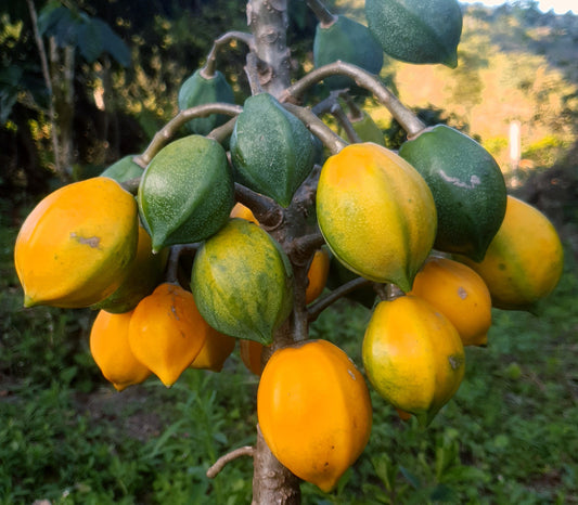 Mountain Papaya - Papayuelo