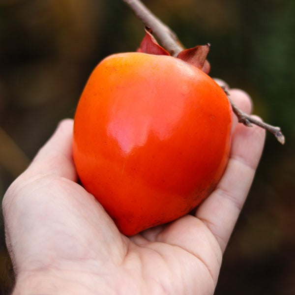 Persimmon Nightingale - astringent