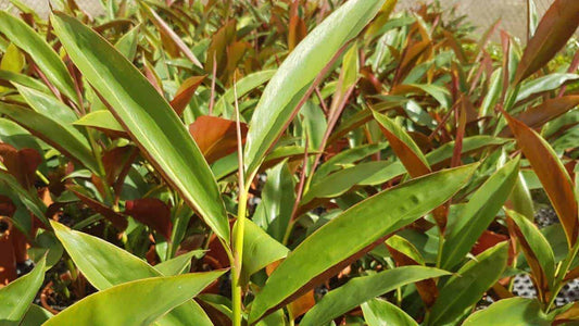 Red Back Ginger