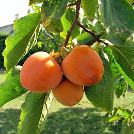 Persimmon Suruga - non astringent