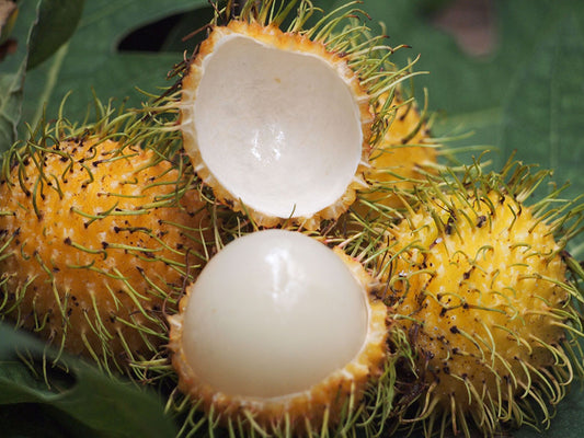 Rambutan Yellow