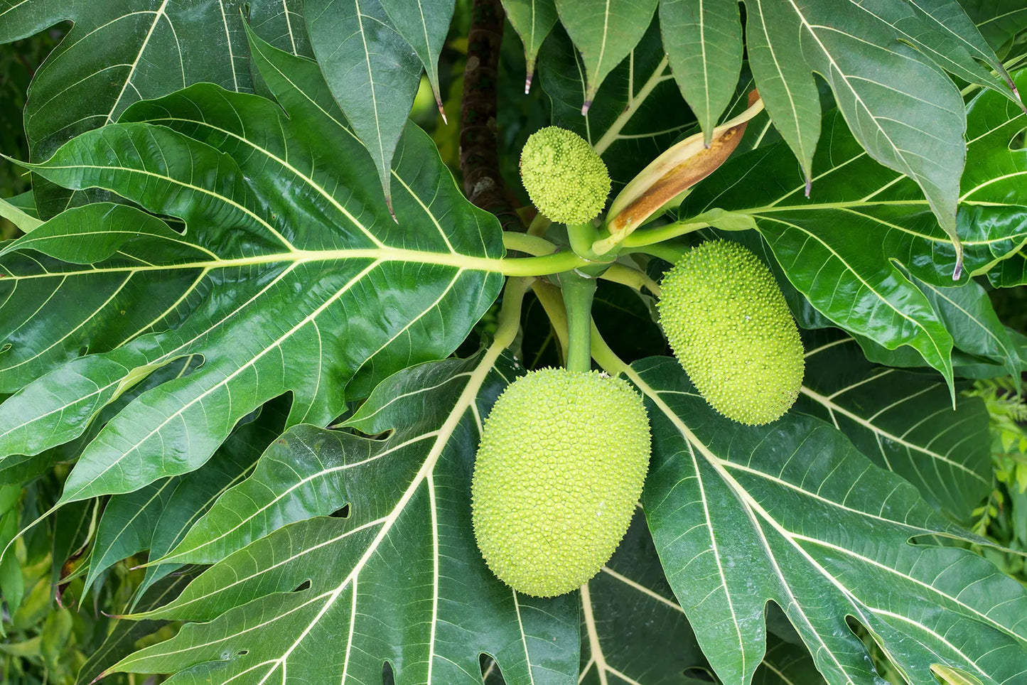 Bread Fruit