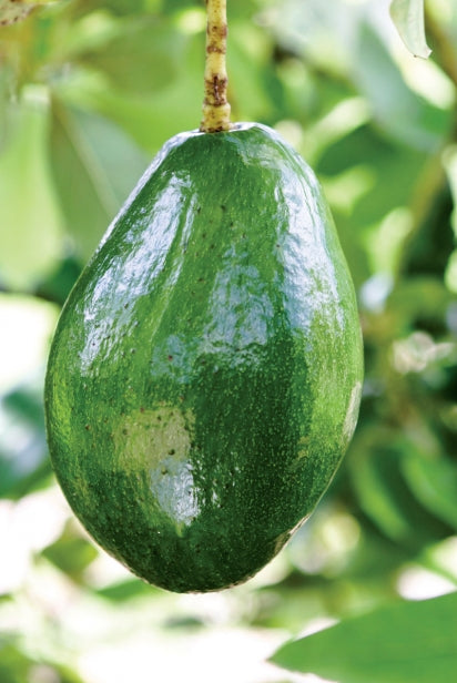 Avocado Choquette (A Type) 2l