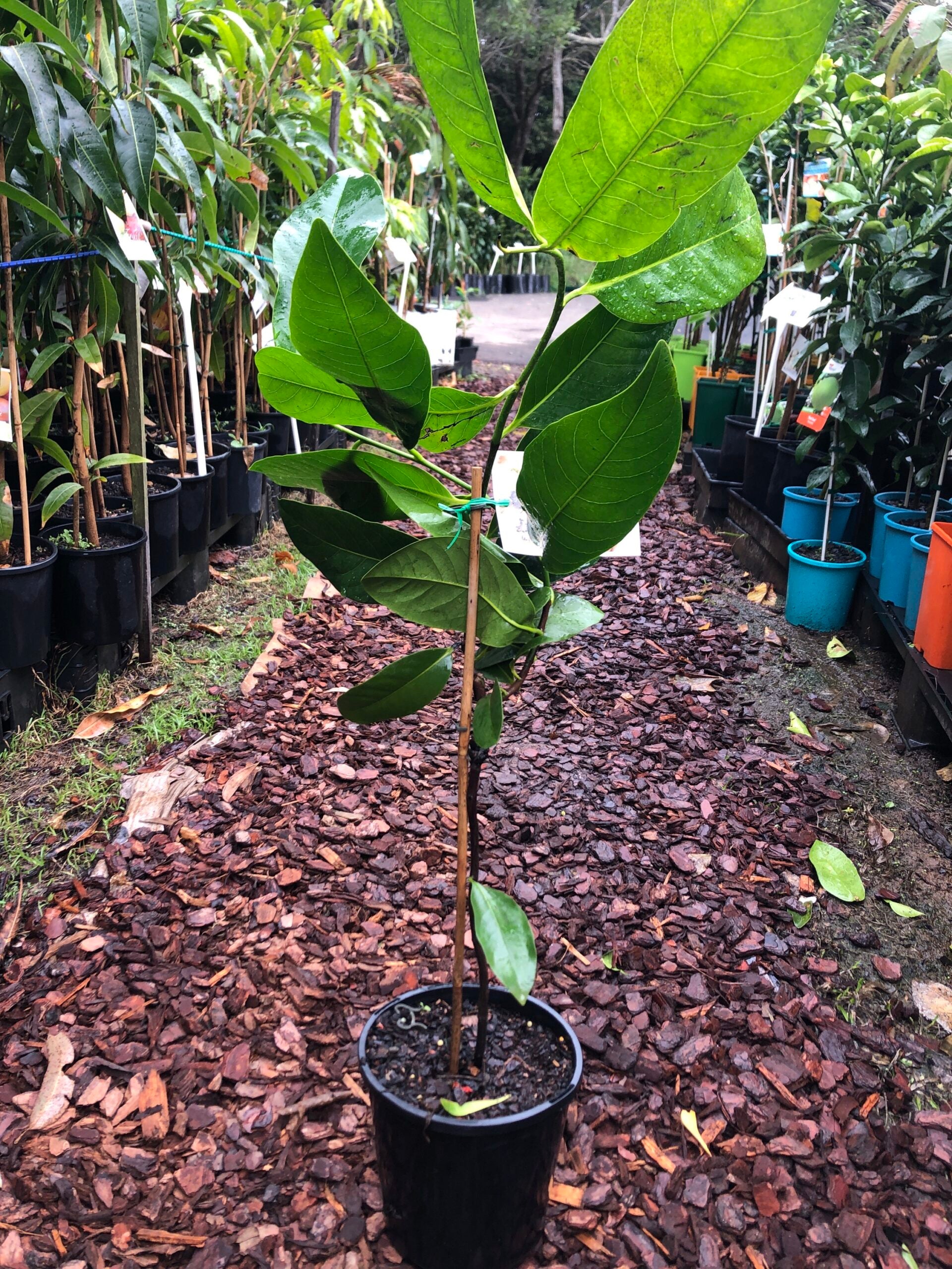 Black Sapote Maher – Ross Creek Tropicals