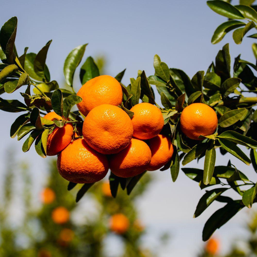 Mandarin- DWARF Hickson (Qld only)