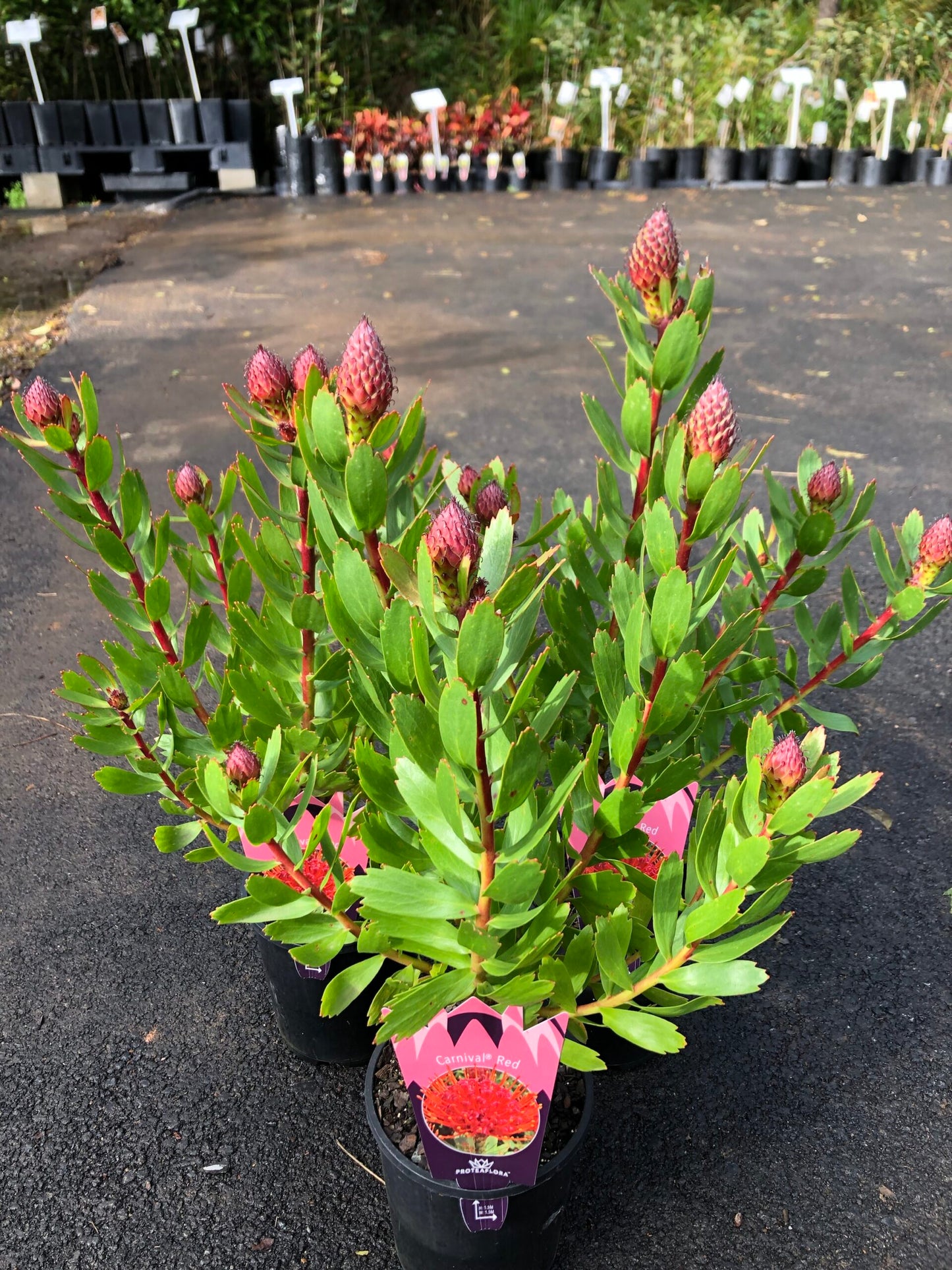 Leucospermum - Carnival Red