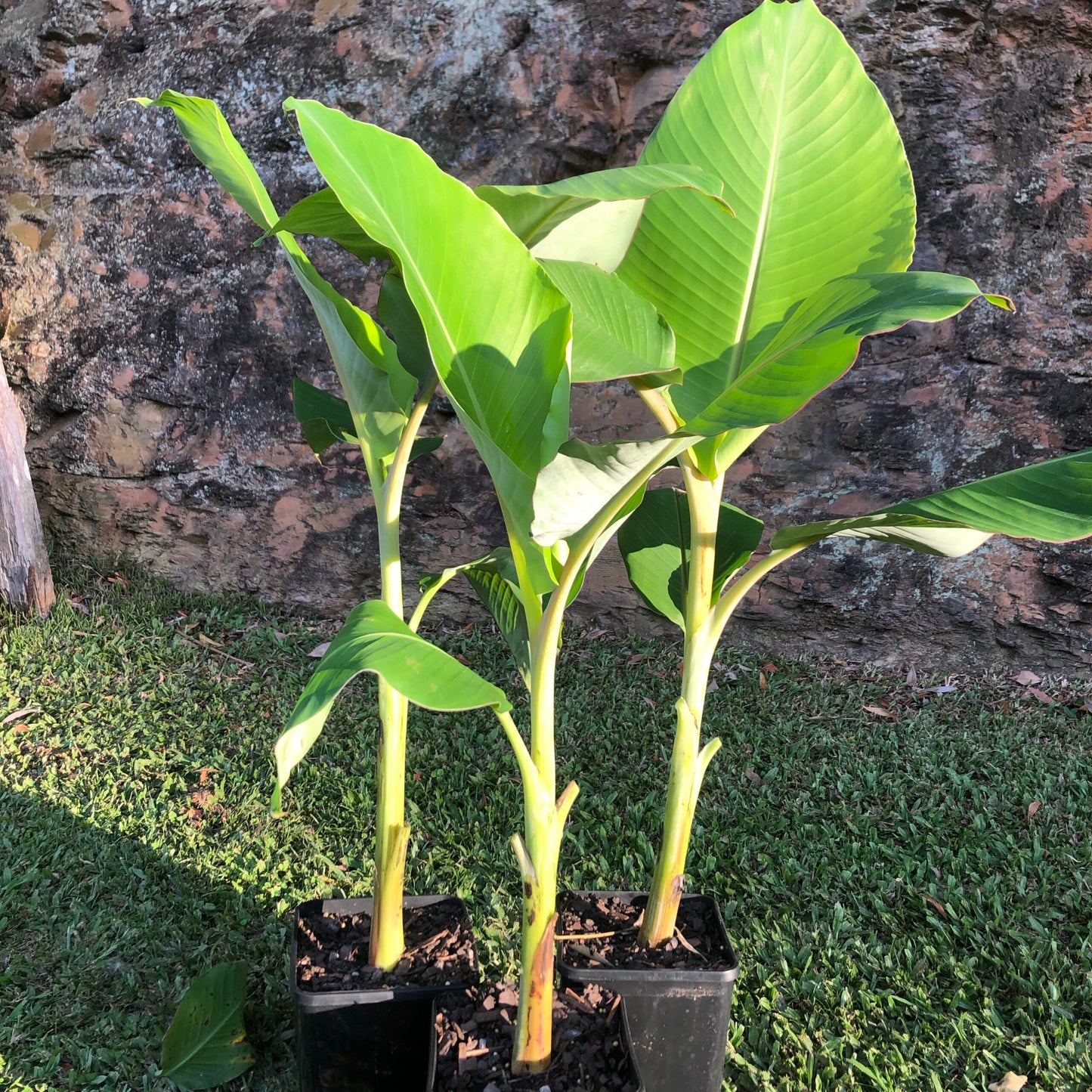 Banana Dwarf DUCASSE 5l (QLD ONLY)