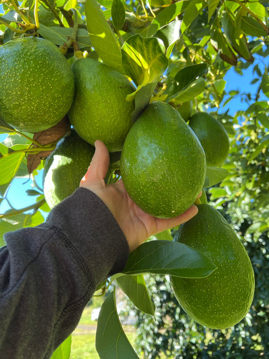 Avocado Sharp (A Type) 1L Velvick rootstock