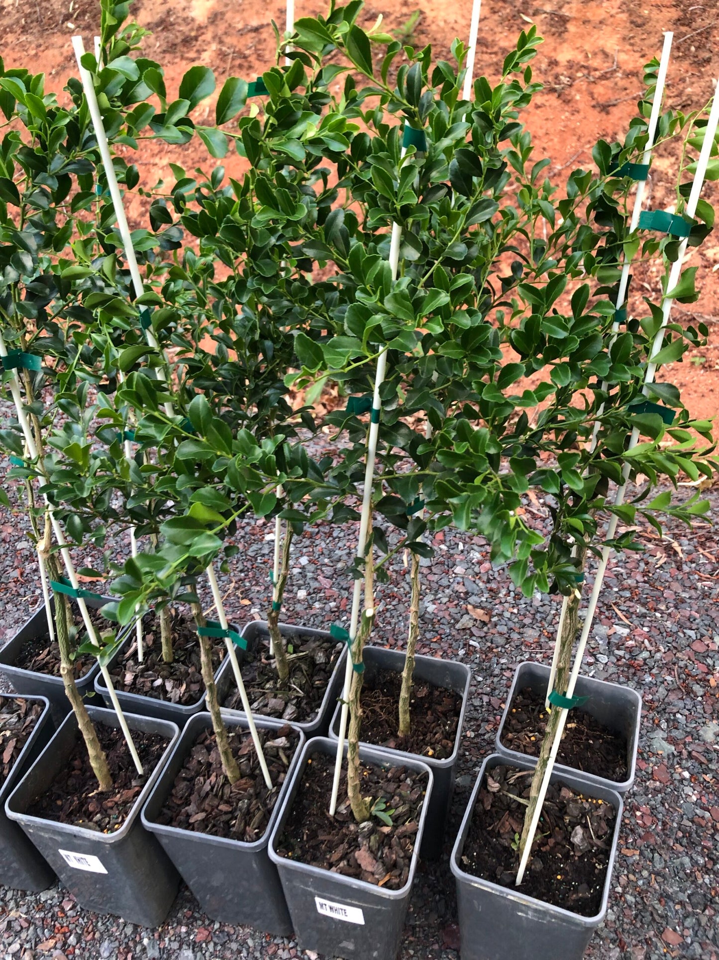 Mt White Finger Lime (QLD only)