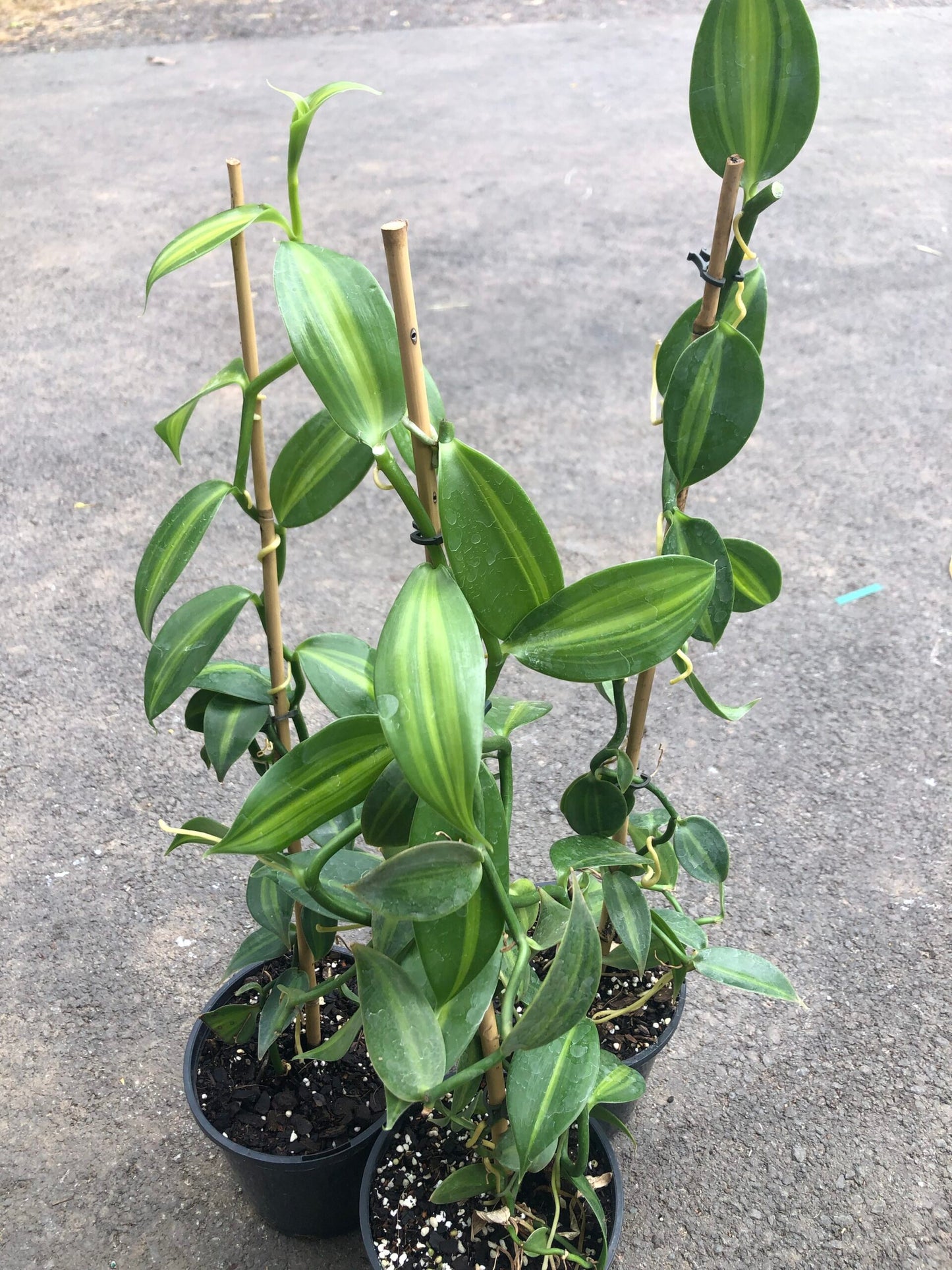 Variegated Vanilla