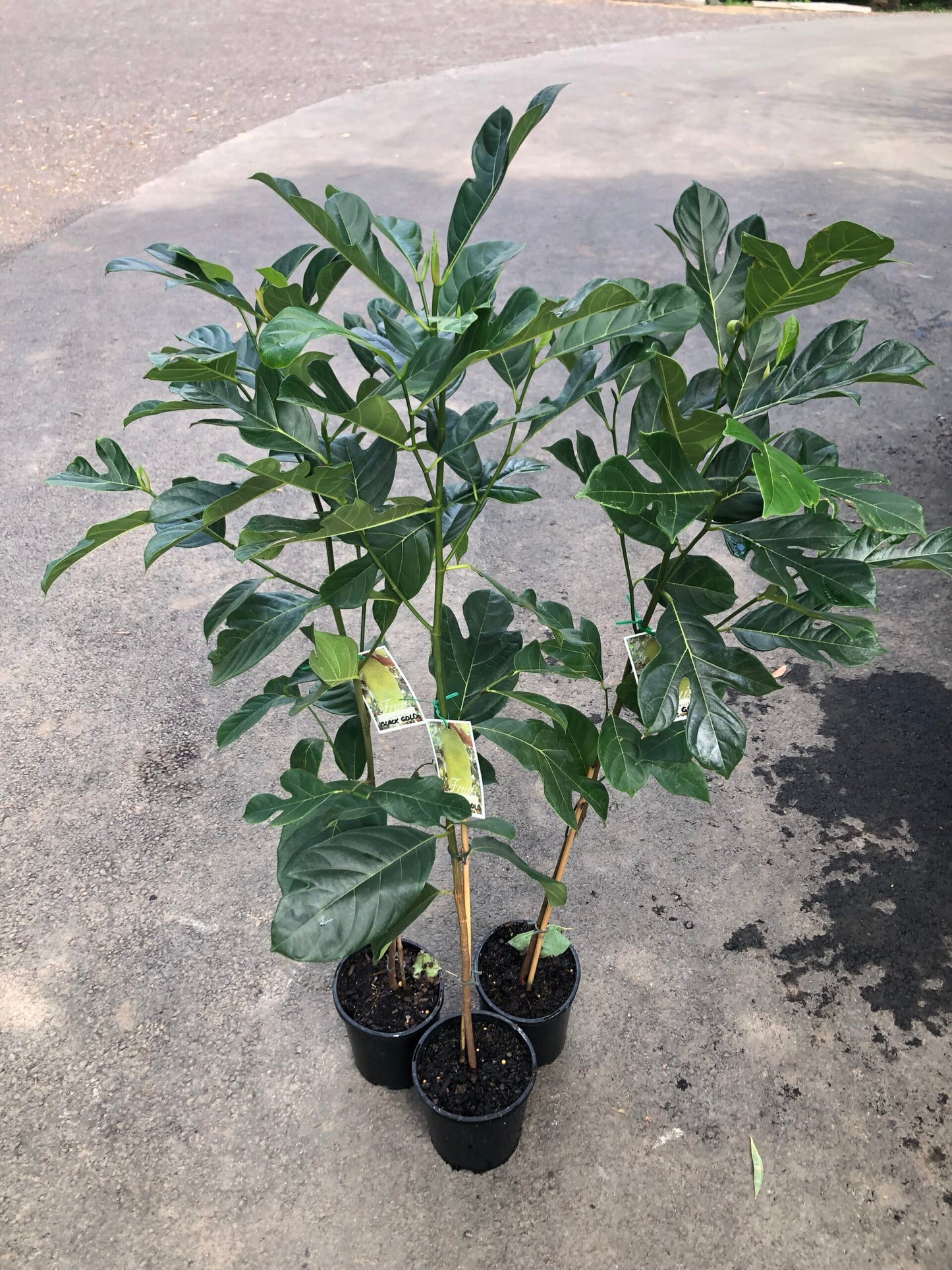 Jackfruit Black Gold – Ross Creek Tropicals