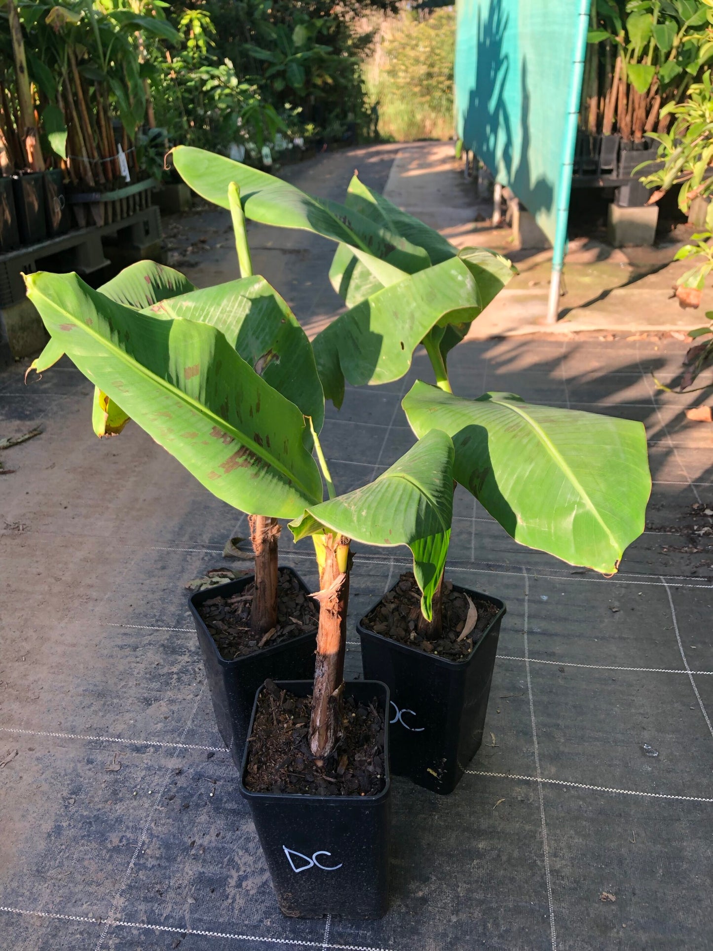 Banana Dwarf Cavendish - 5l (QLD ONLY)