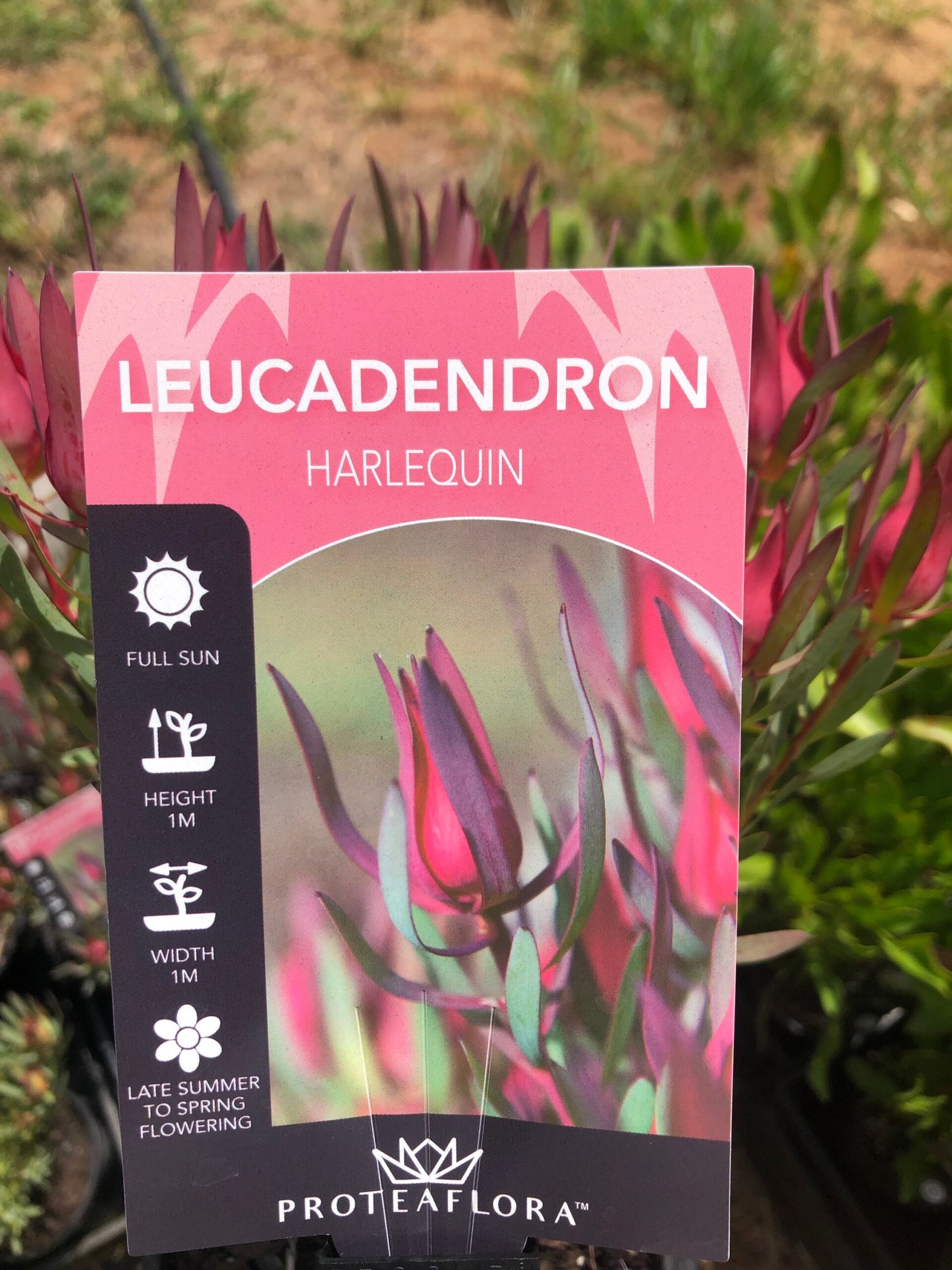 Leucadendron - Harlequin