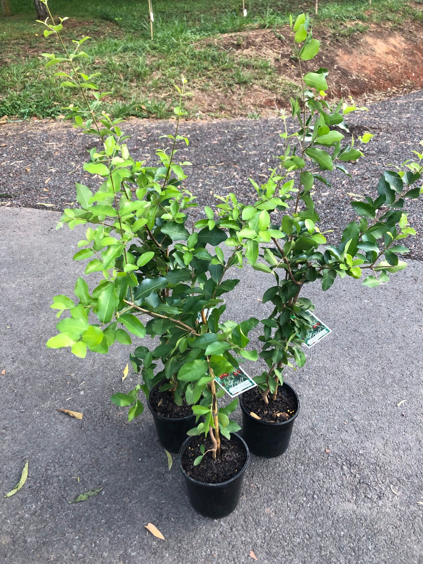 Acerola Cherry - Florida Sweet