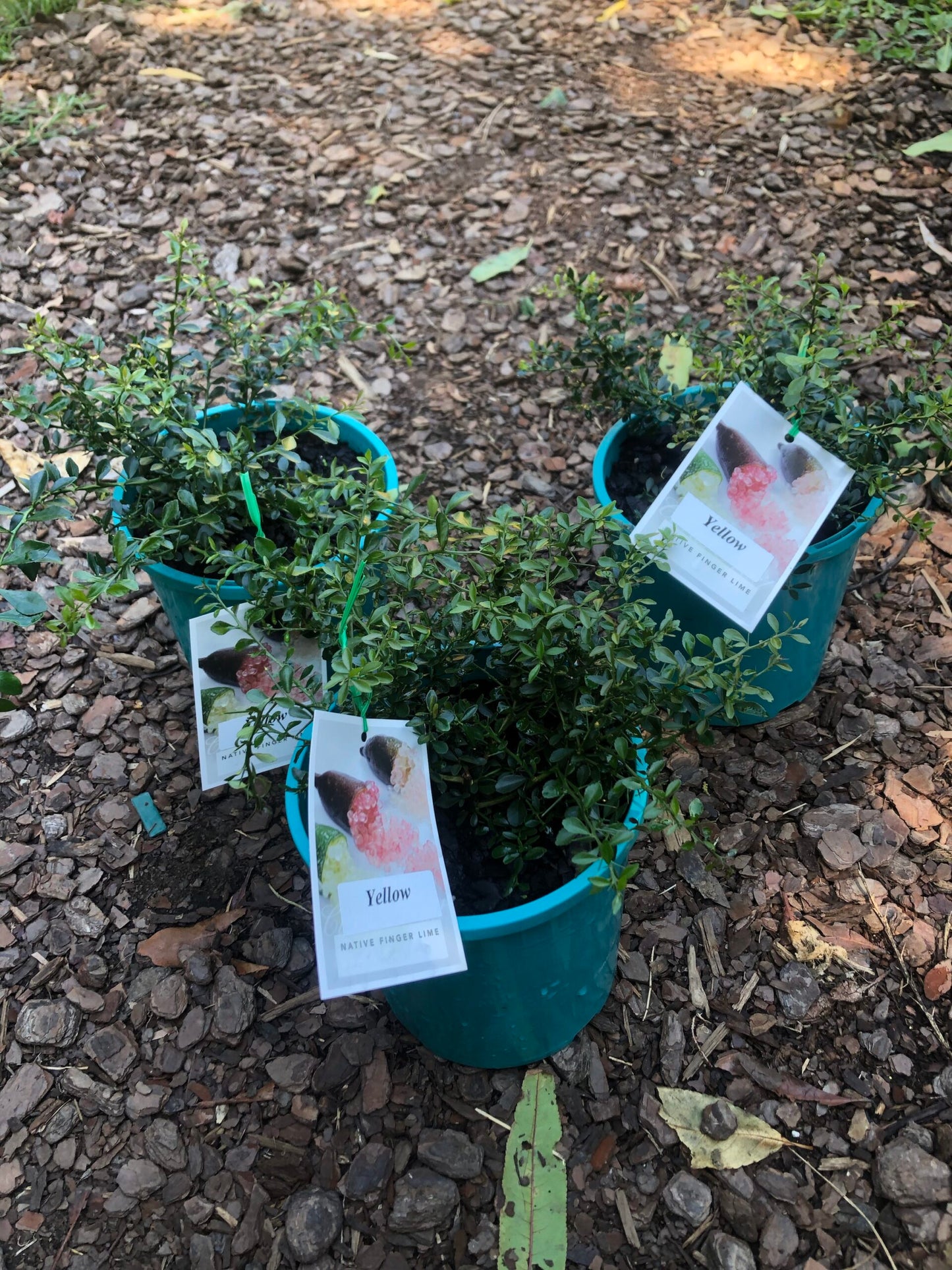 Finger lime Yellow Cutting (QLD ONLY)