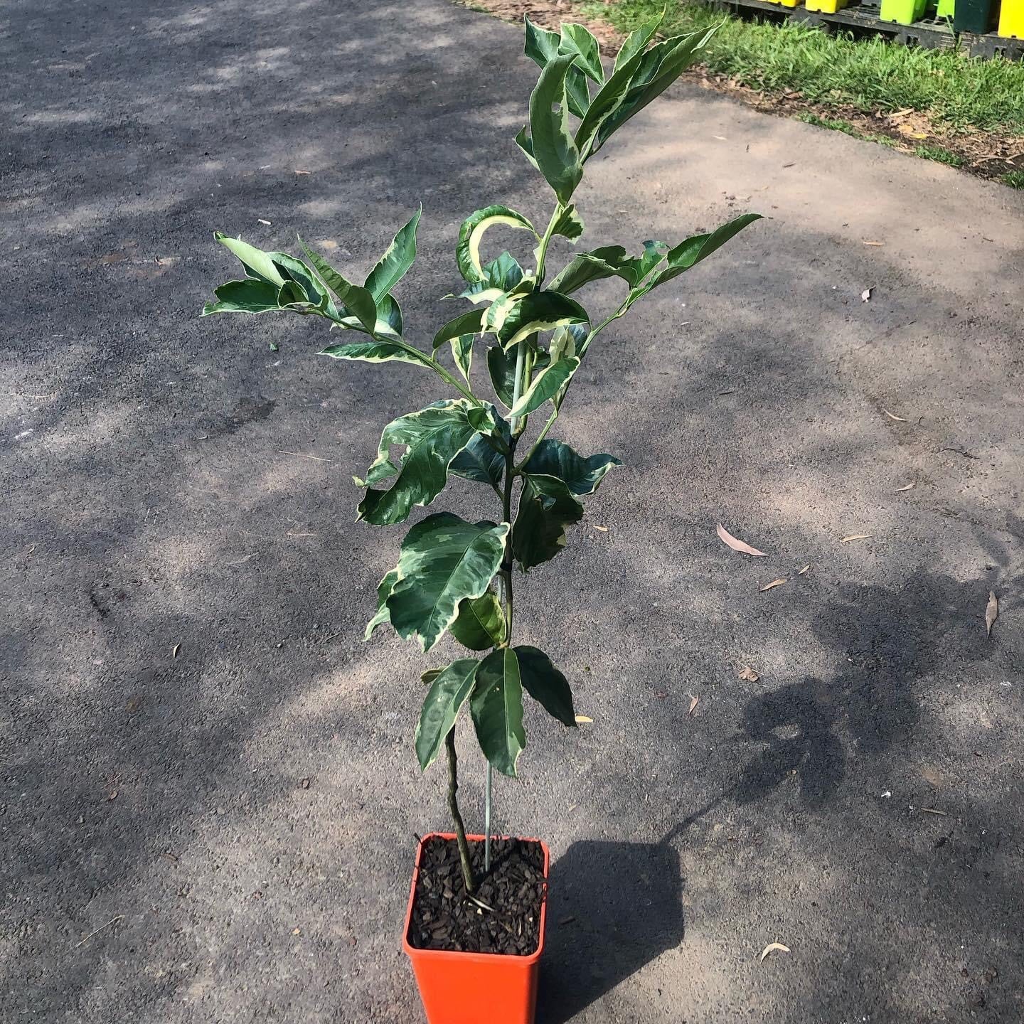 Variegated Lemon Eureka (QLD ONLY)