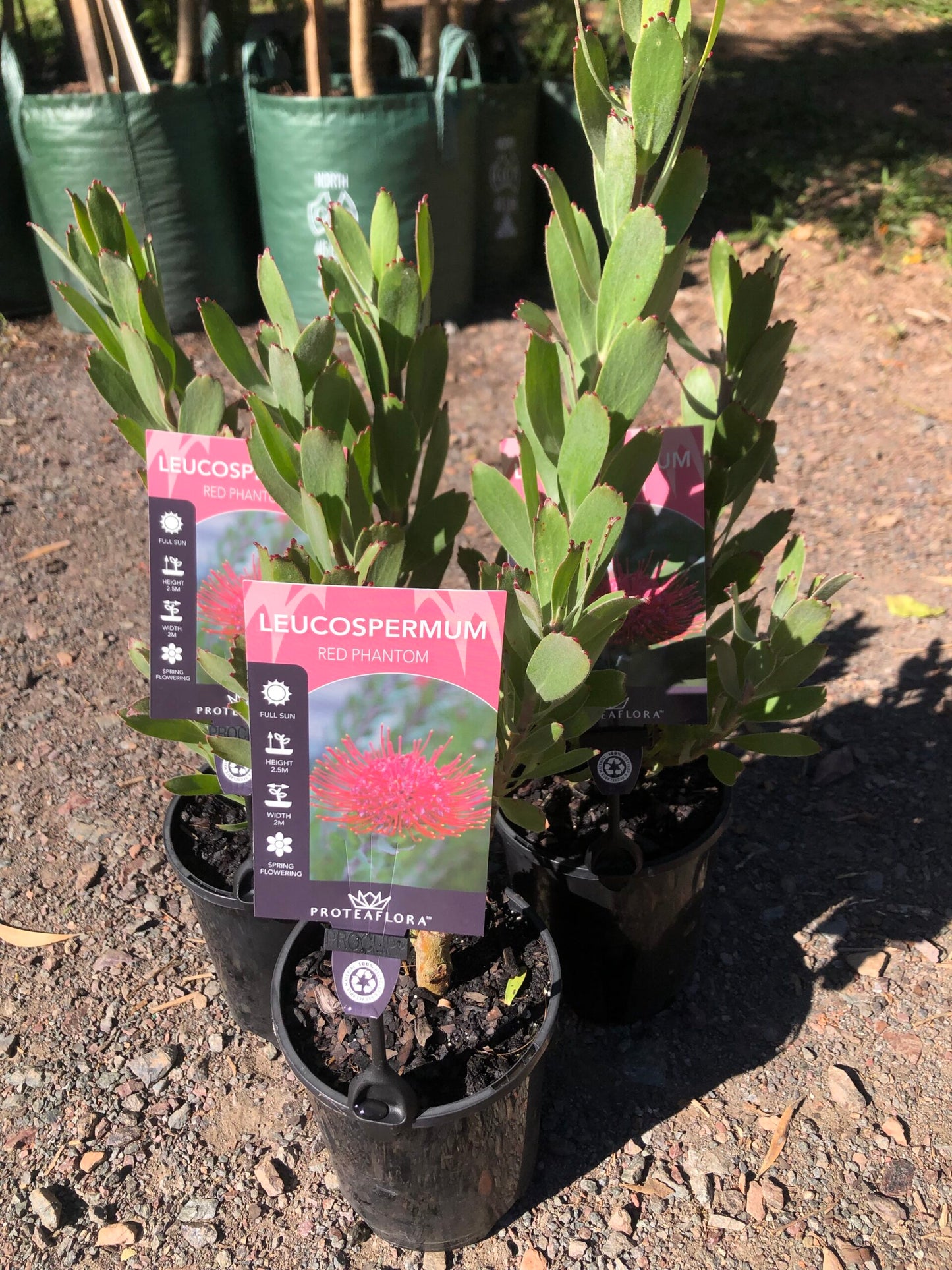 Leucospermum - Red Phantom