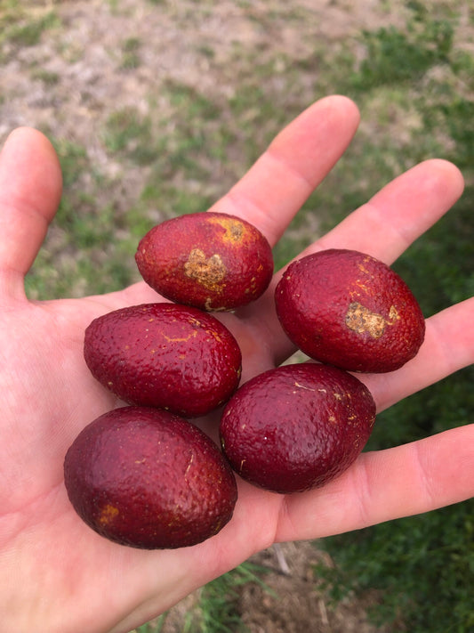 Red Centre Lime Grafted (QLD ONLY)