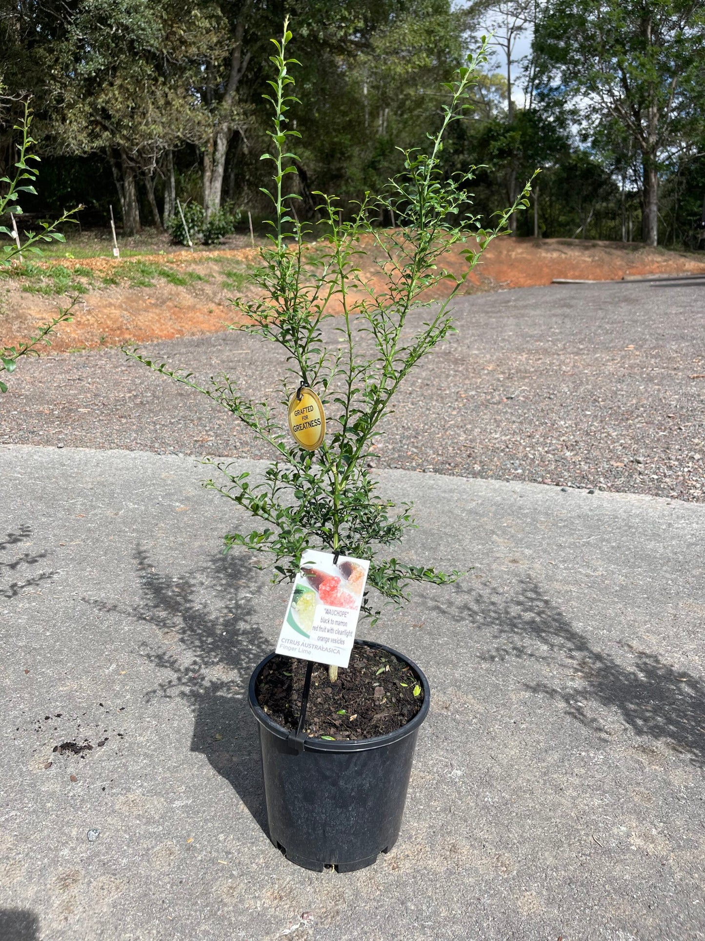 Finger lime Wauchope Grafted (QLD ONLY)