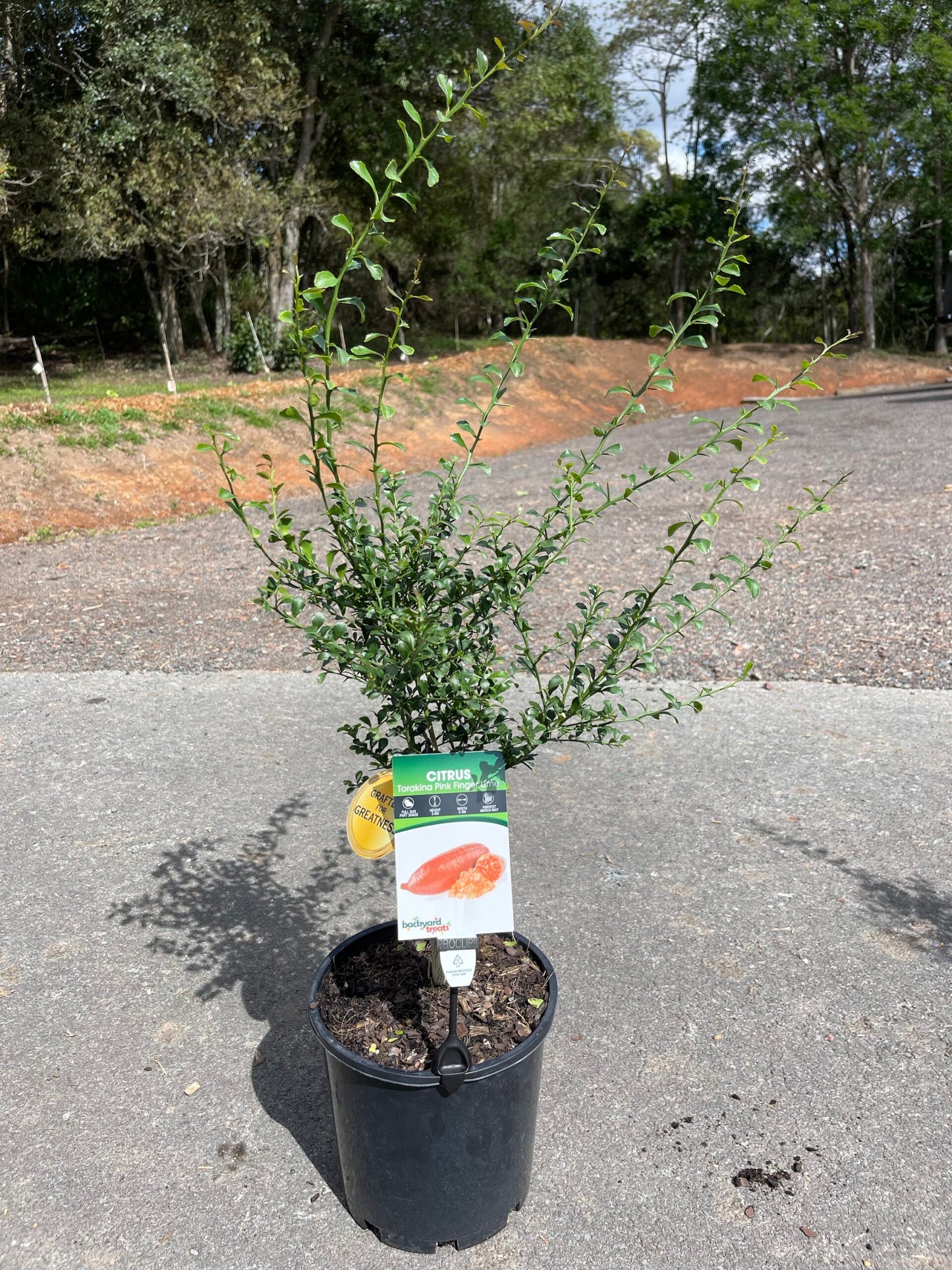 Finger lime Torakina Pink Grafted (QLD ONLY)