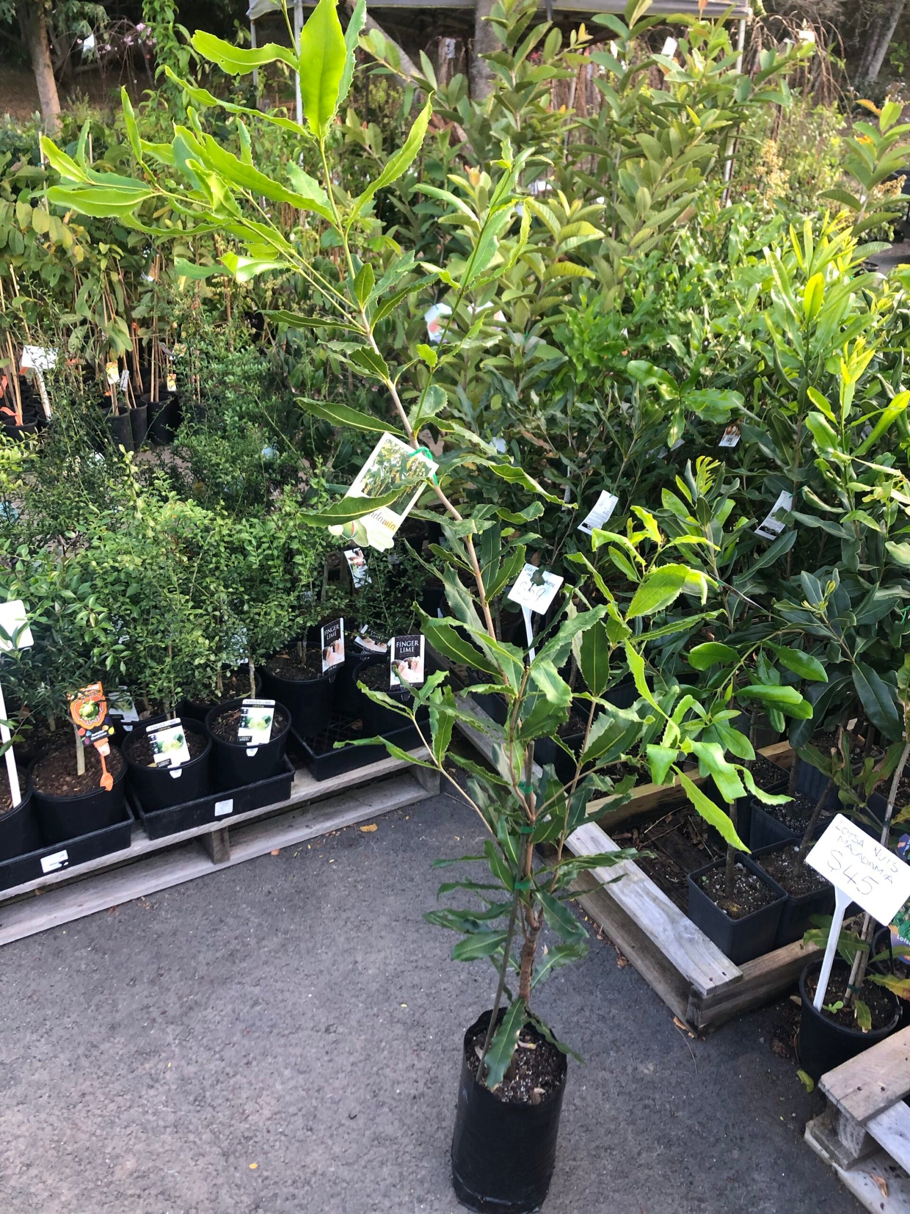 Buy Fruit Trees Online in Australia - Ross Creek Tropicals