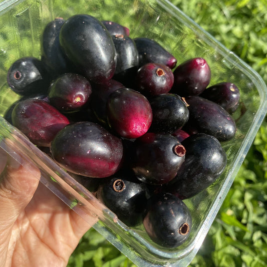 Jambolan Plum