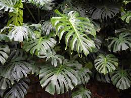 Monstera Deliciousa- Fruit salad tree 165mm