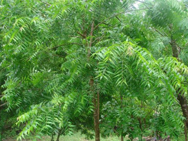 Neem Tree