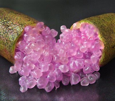 Finger lime Grafted - Pink Ice 2L (QLD ONLY)